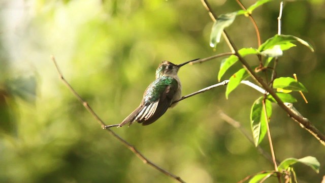 Wedge-tailed Sabrewing (Wedge-tailed) - ML477857