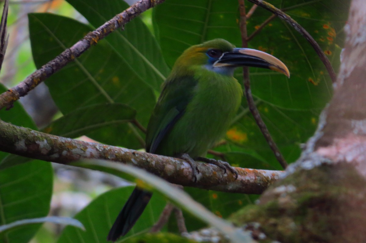 Groove-billed Toucanet (Yellow-billed) - ML47785881