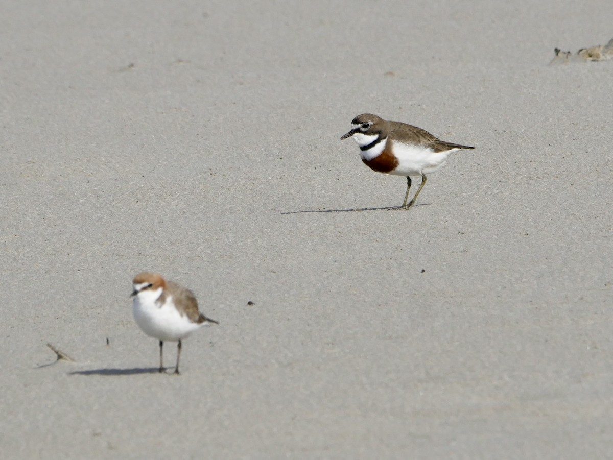 Double-banded Plover - ML477859231