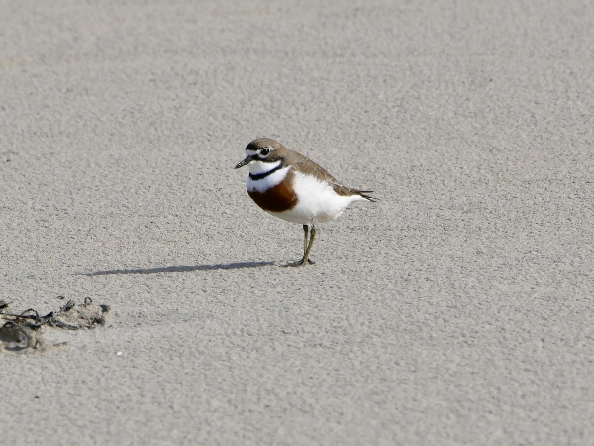 Double-banded Plover - Keith Morris