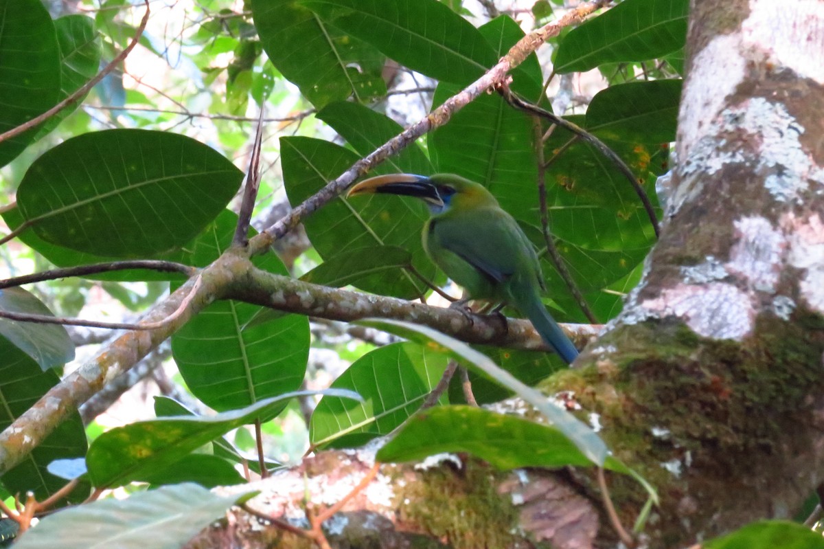 Groove-billed Toucanet (Yellow-billed) - ML47785941