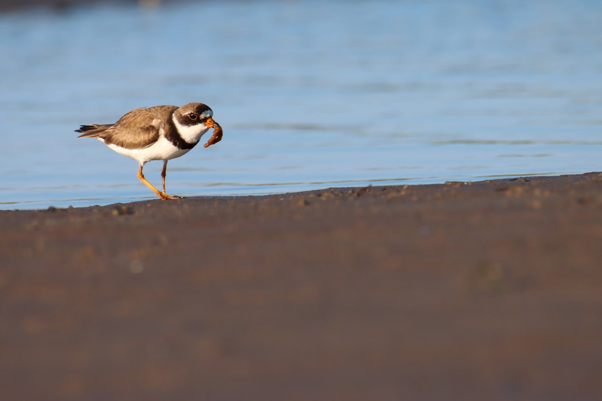 Semipalmated Plover - ML477859771