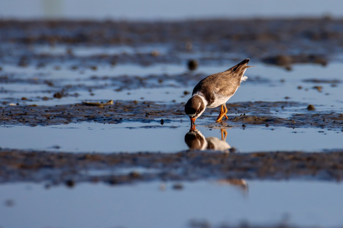 Semipalmated Plover - ML477859811