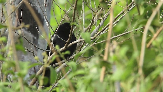 Black Catbird - ML477860