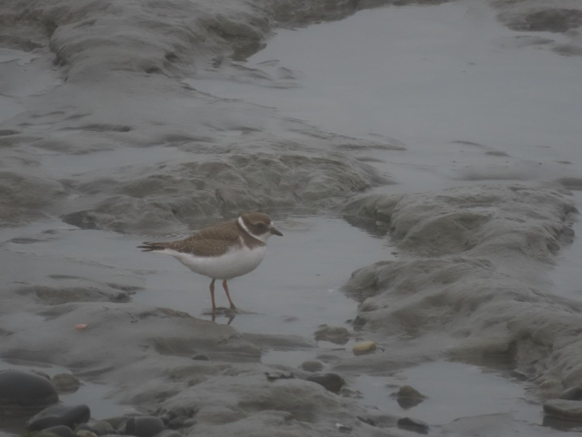 Semipalmated Plover - ML477869691