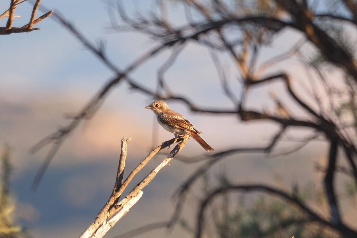 Woodchat Shrike - Juan Ortueta