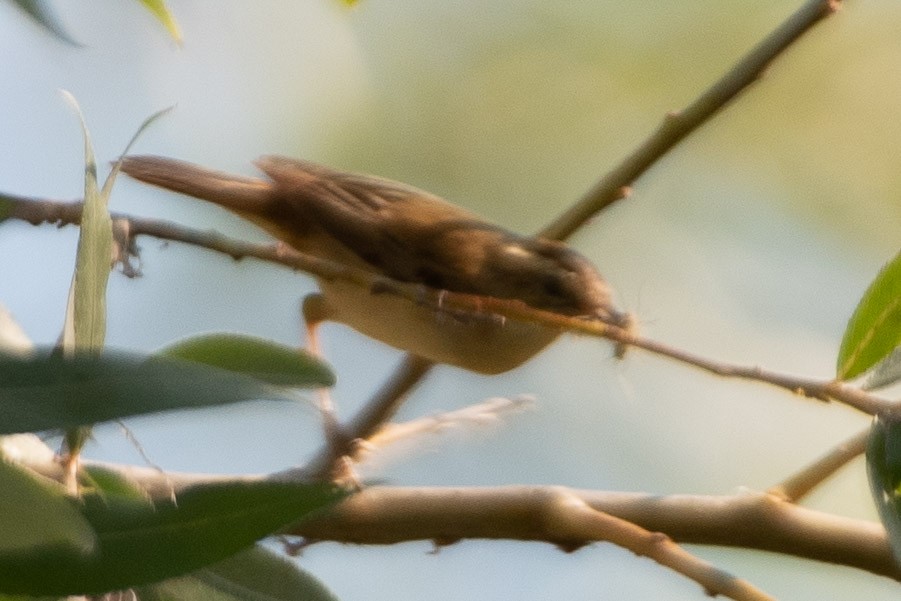 Common Reed Warbler - ML477872611