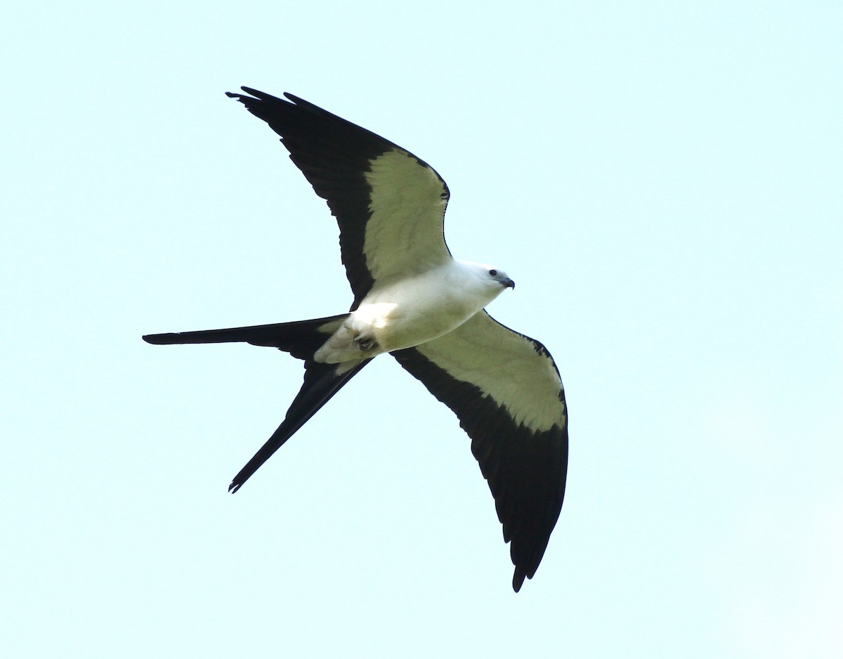 Swallow-tailed Kite - Georges Duriaux