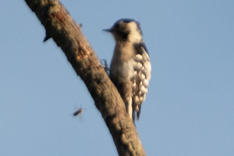 Lesser Spotted Woodpecker - ML477874321