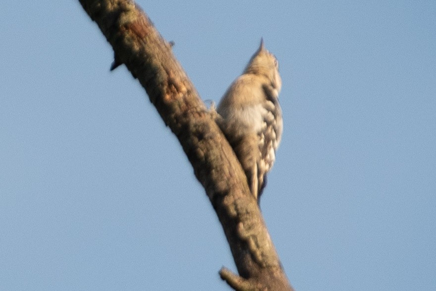 Lesser Spotted Woodpecker - ML477874331