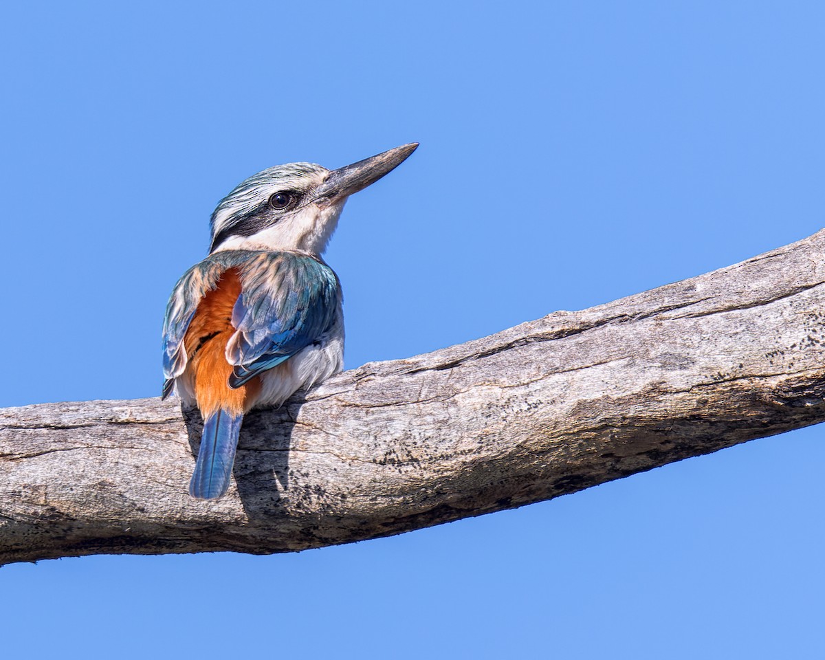 Red-backed Kingfisher - ML477879631