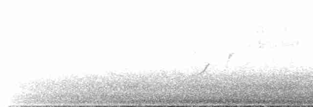 střízlík obecný (ssp. indigenus) - ML477892541