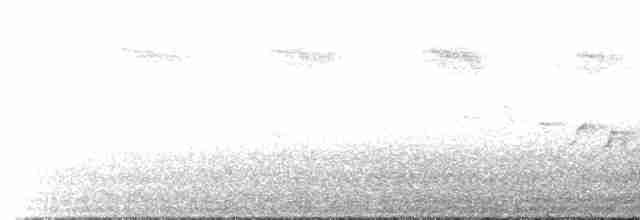 střízlík obecný (ssp. indigenus) - ML477892551