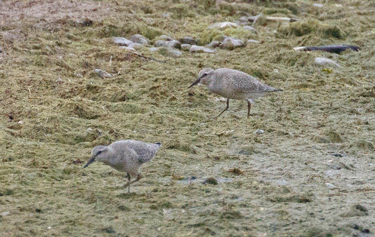 Red Knot - ML477898151
