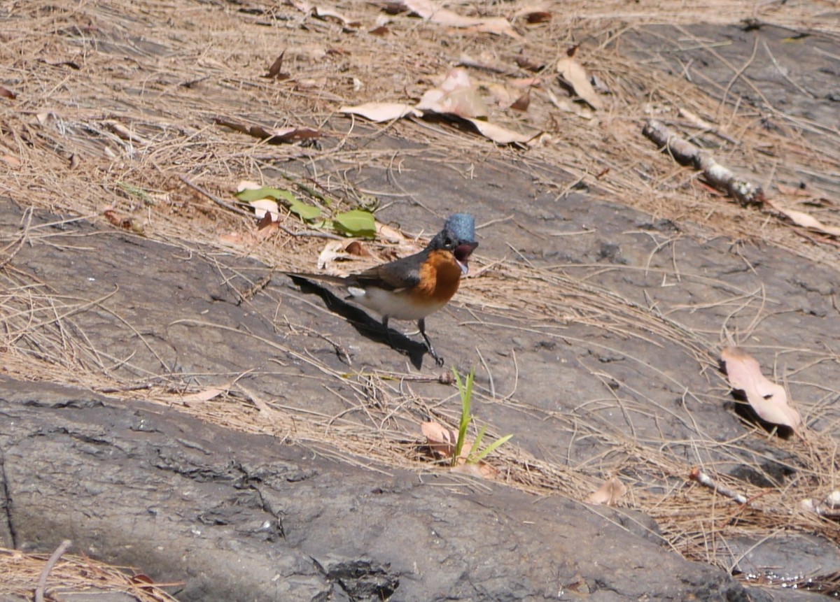 ML47790021 - Leaden/Satin Flycatcher - Macaulay Library