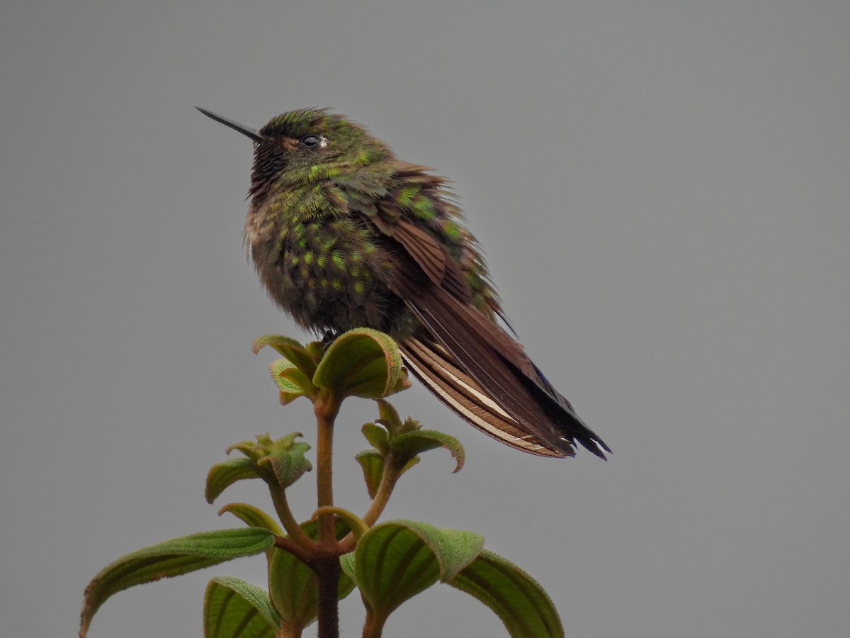 kolibřík dřišťálový - ML477900601