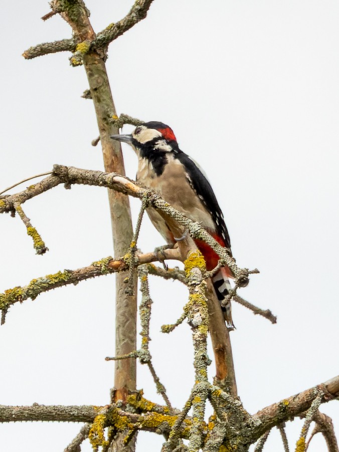 Great Spotted Woodpecker (Great Spotted) - ML477901181