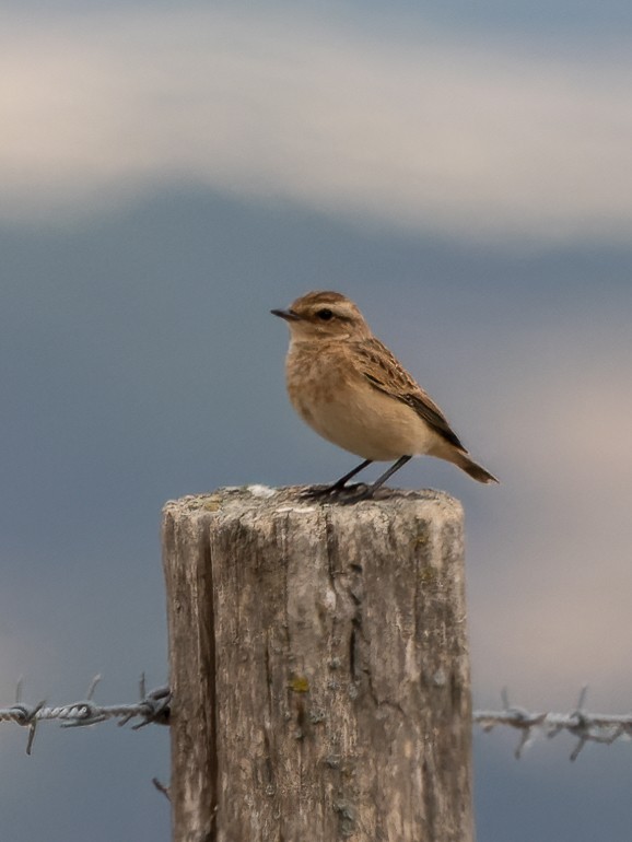 Whinchat - ML477901351
