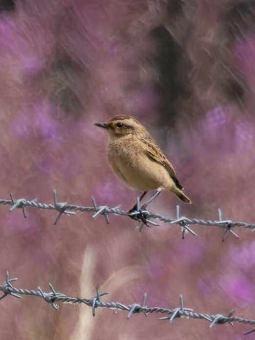 Whinchat - ML477901361