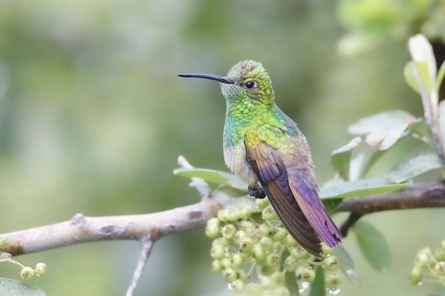 berylline hummingbird