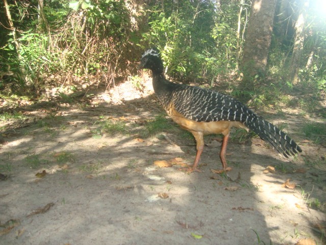 Bare-faced Curassow - ML477903661