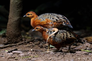 Ferruginous Partridge, ML477903831
