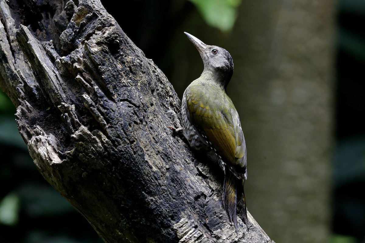 Gray-headed Woodpecker - 独行虾 Bird.soong