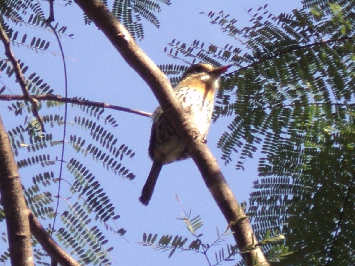 Spot-backed Puffbird (Chaco) - ML477904261