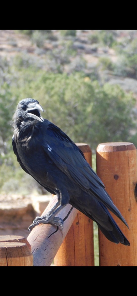crow/raven sp. - ML477905601