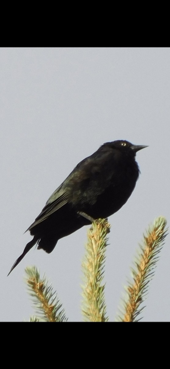 blackbird sp. - ML477905721