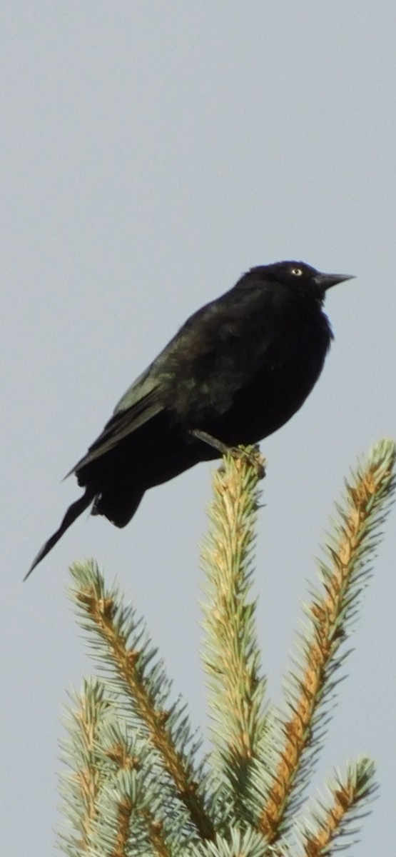 blackbird sp. - ML477905731