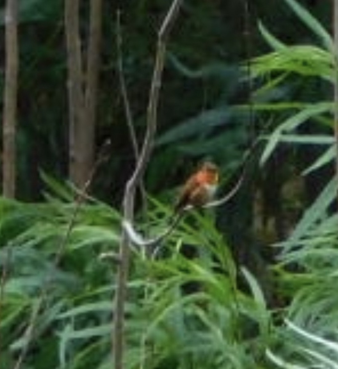 Rufous Hummingbird - ML477906711