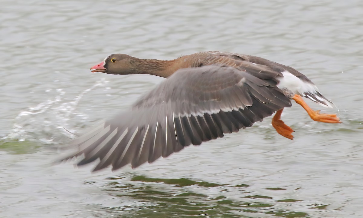 Lesser White-fronted Goose - ML477911001