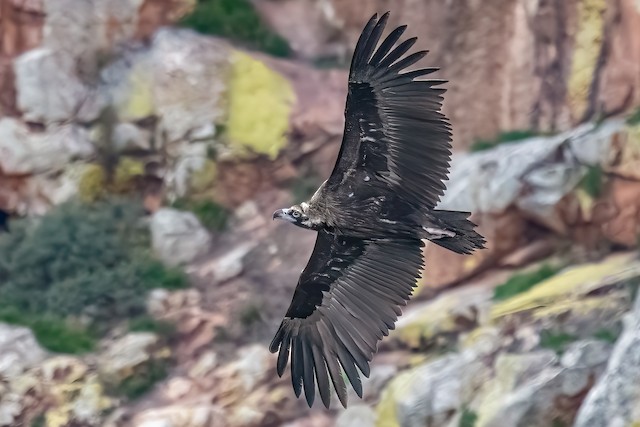 Possible confusion species: Cinereous Vulture (<em class="SciName notranslate">Aegypius monachus</em>). - Cinereous Vulture - 