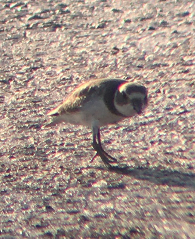 Semipalmated Plover - ML477914051