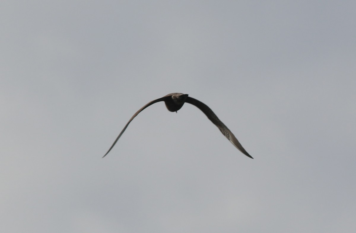Long-tailed Jaeger - ML477914541