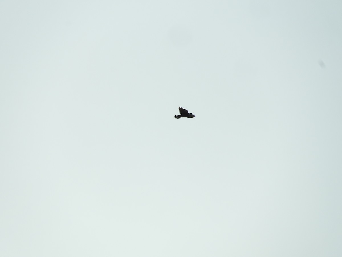 Plumbeous Kite - ML477915391