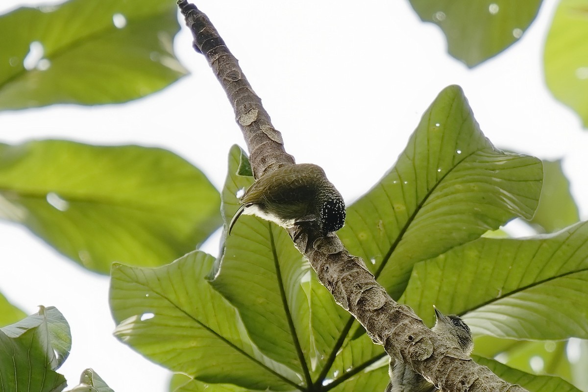 Fine-barred Piculet - ML477915821