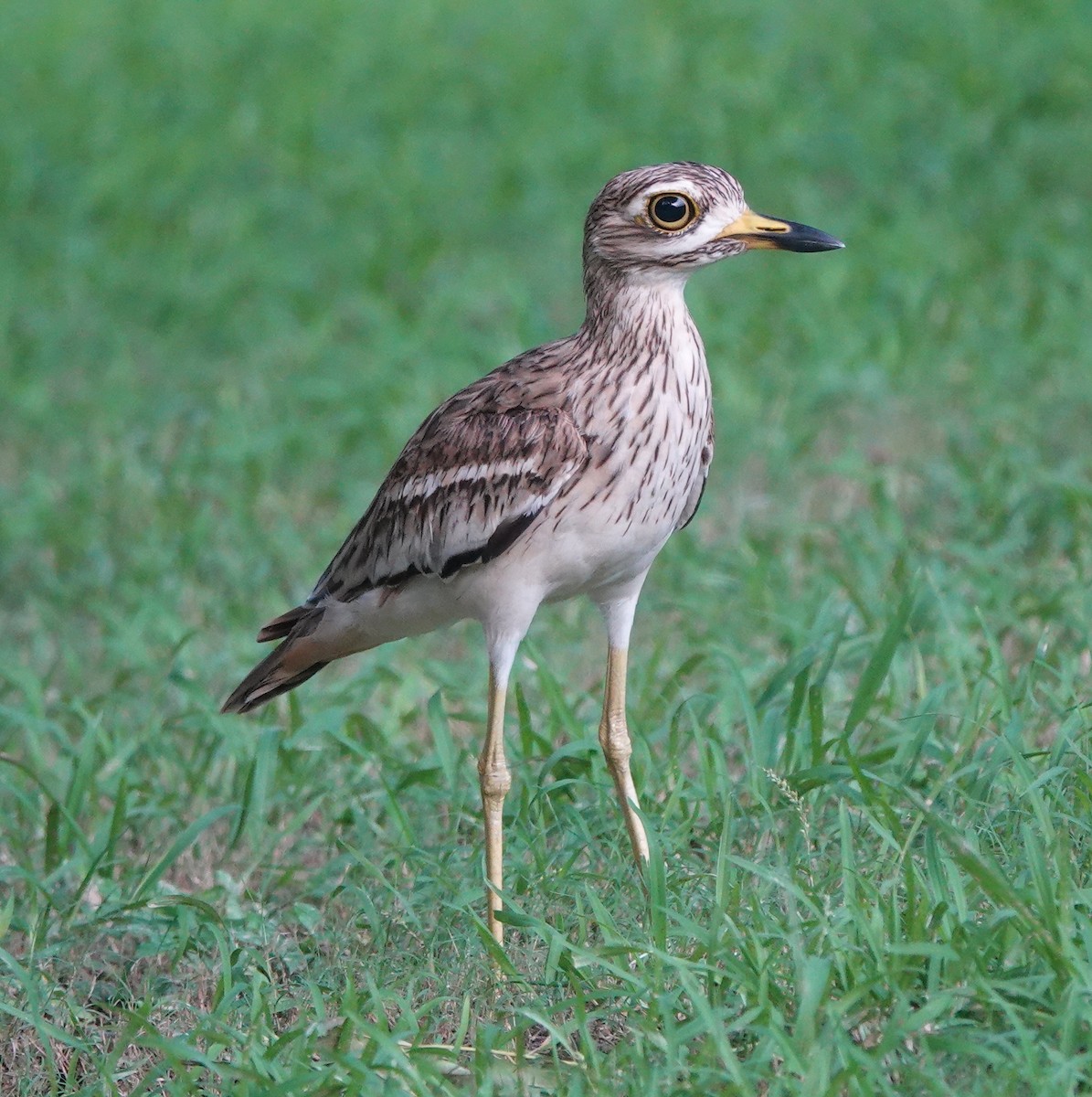 Indian Thick-knee - Stray Feather