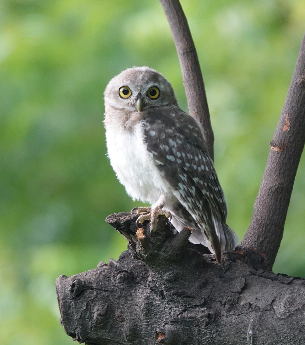 Spotted Owlet - ML477921751