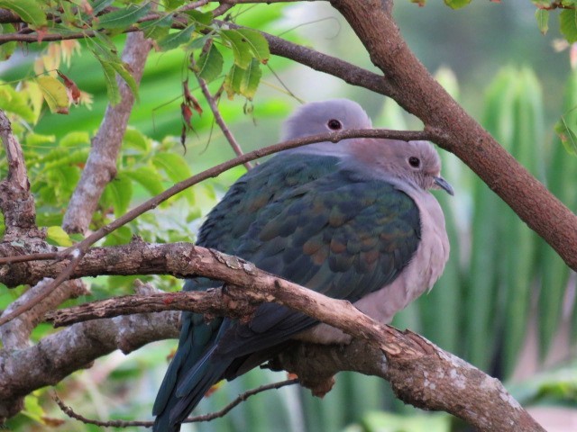 Green Imperial-Pigeon - ML477921811