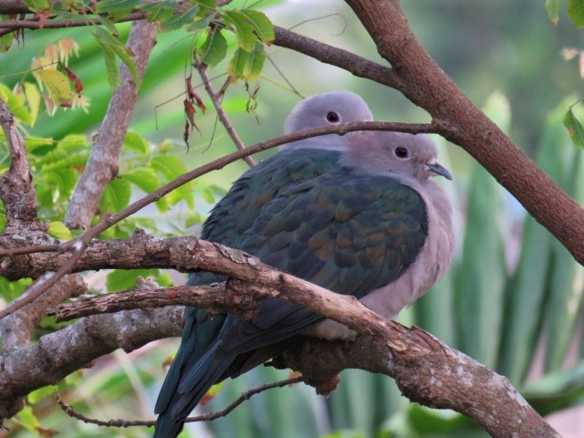 Green Imperial-Pigeon - ML477921851