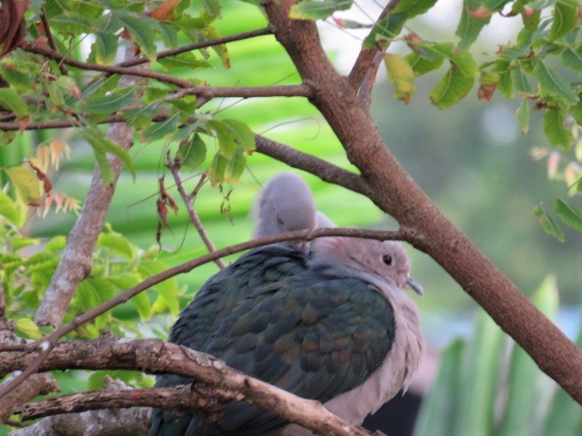 Green Imperial-Pigeon - ML477922331