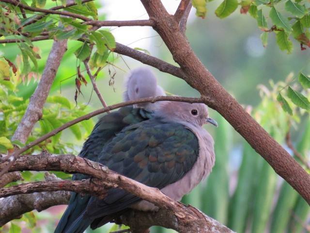 Green Imperial-Pigeon - ML477922341