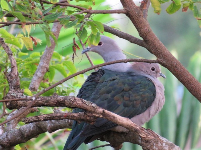 Green Imperial-Pigeon - ML477922351