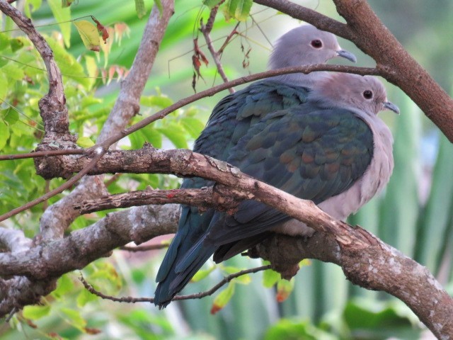 Green Imperial-Pigeon - ML477922361