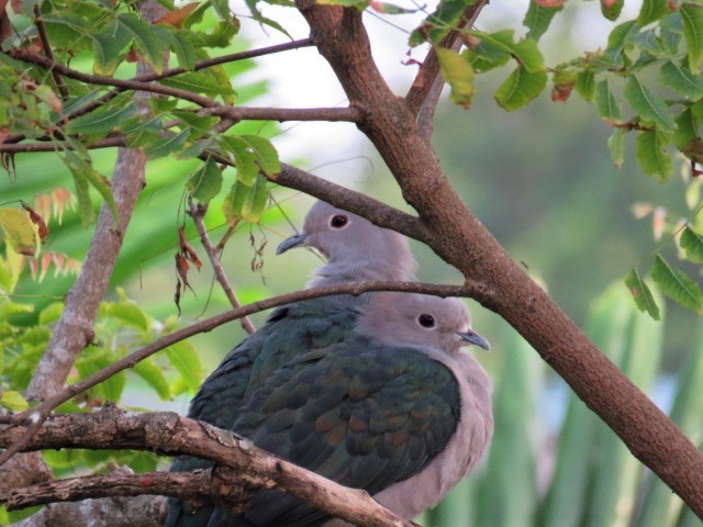 Green Imperial-Pigeon - ML477922371