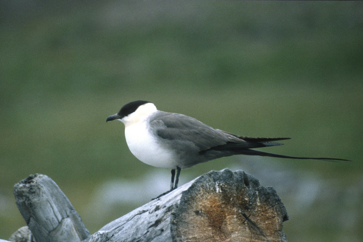 Long-tailed Jaeger - ML47792701