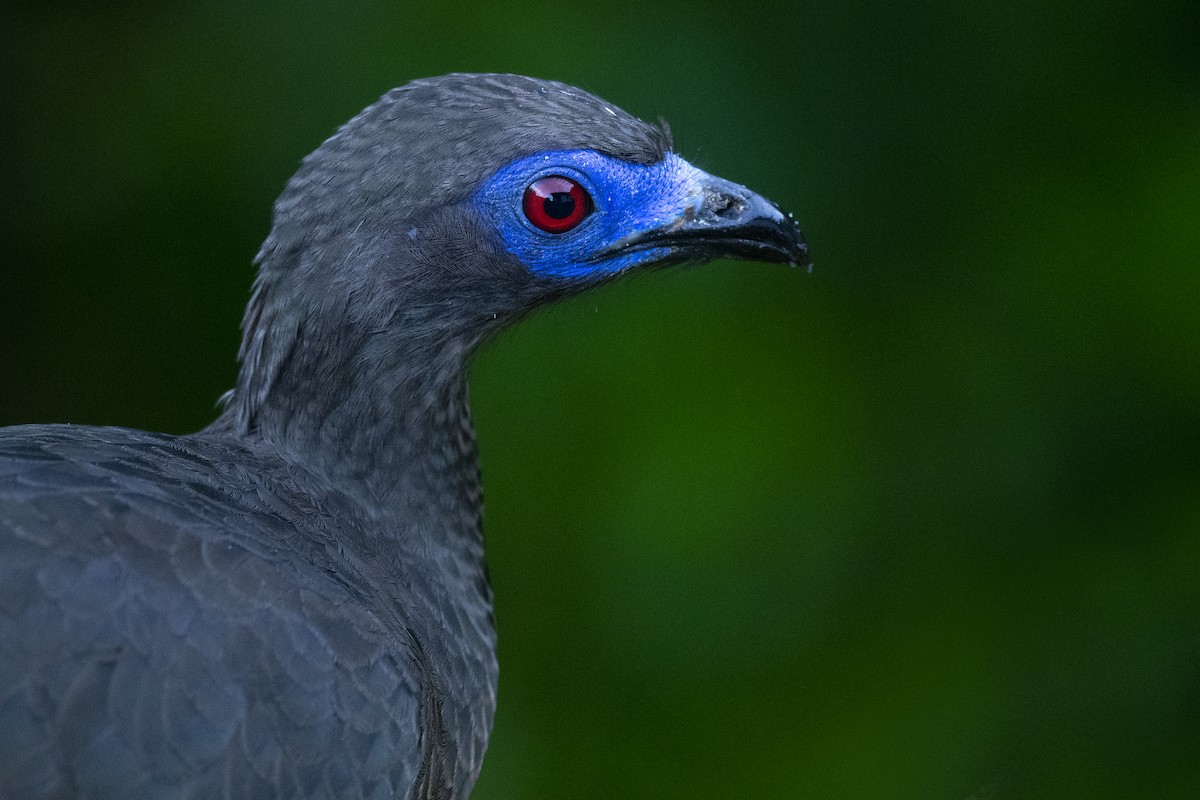 Sickle-winged Guan - ML477927521