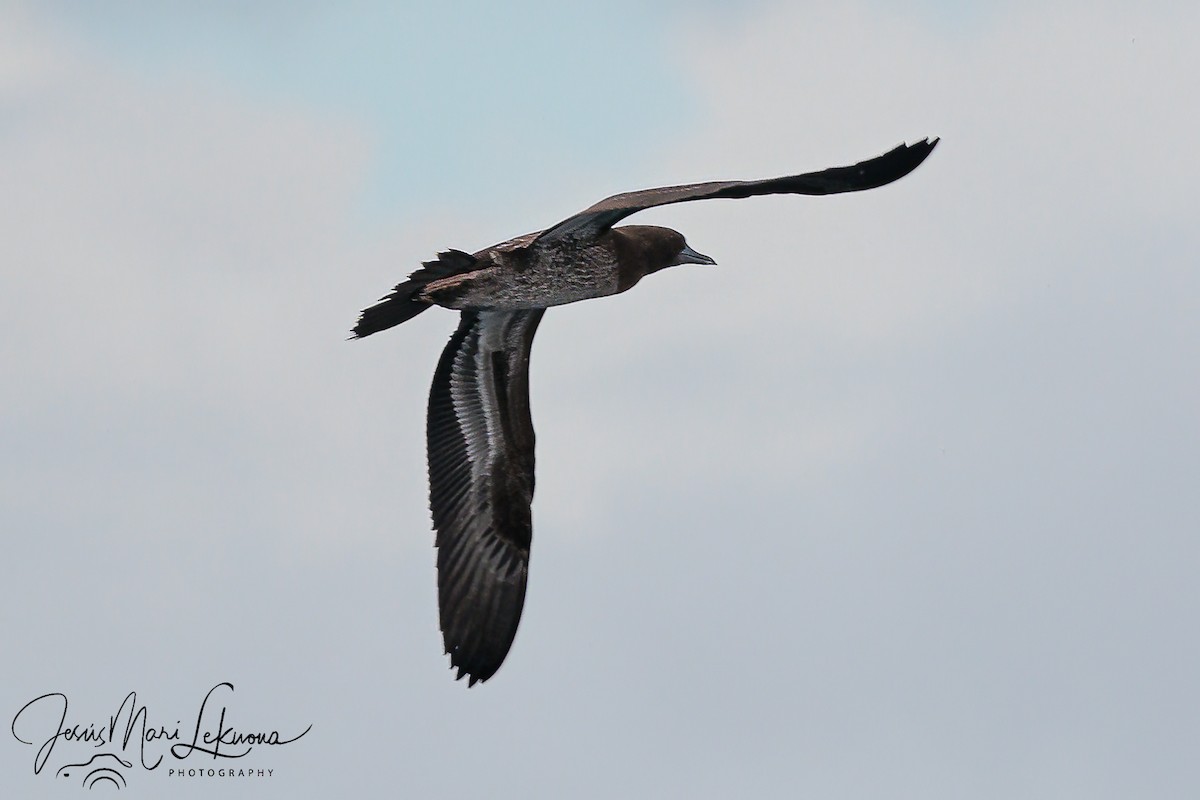 Brown Booby - ML477928811